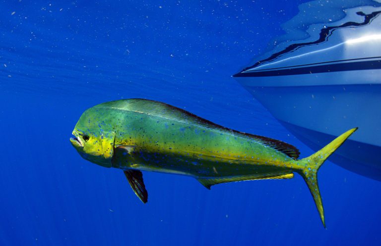 Mastering the Waters: A Step-by-Step Guide on How to Catch Mahi Mahi in Florida