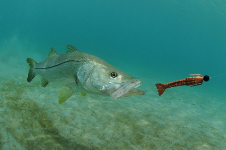 Best Snook Lures for Florida Fishing