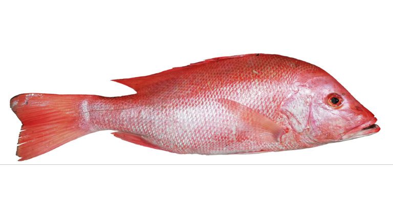 The Ultimate Angler’s Guide to Red Snapper Fishing in Florida: Tips & Spots for Success