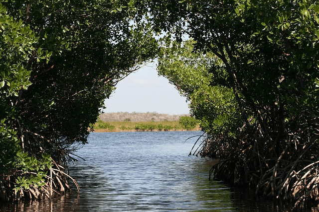 everglades, mangroves, swamps