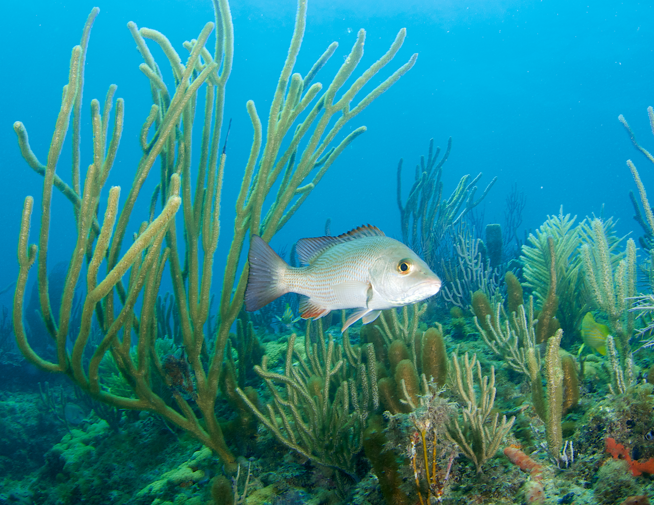 Mangrove snapper swimming in their natural habitat