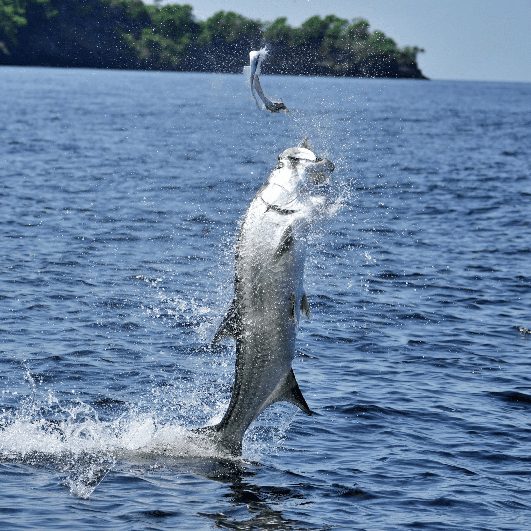 Illustration of a tarpon exhibiting predatory behavior