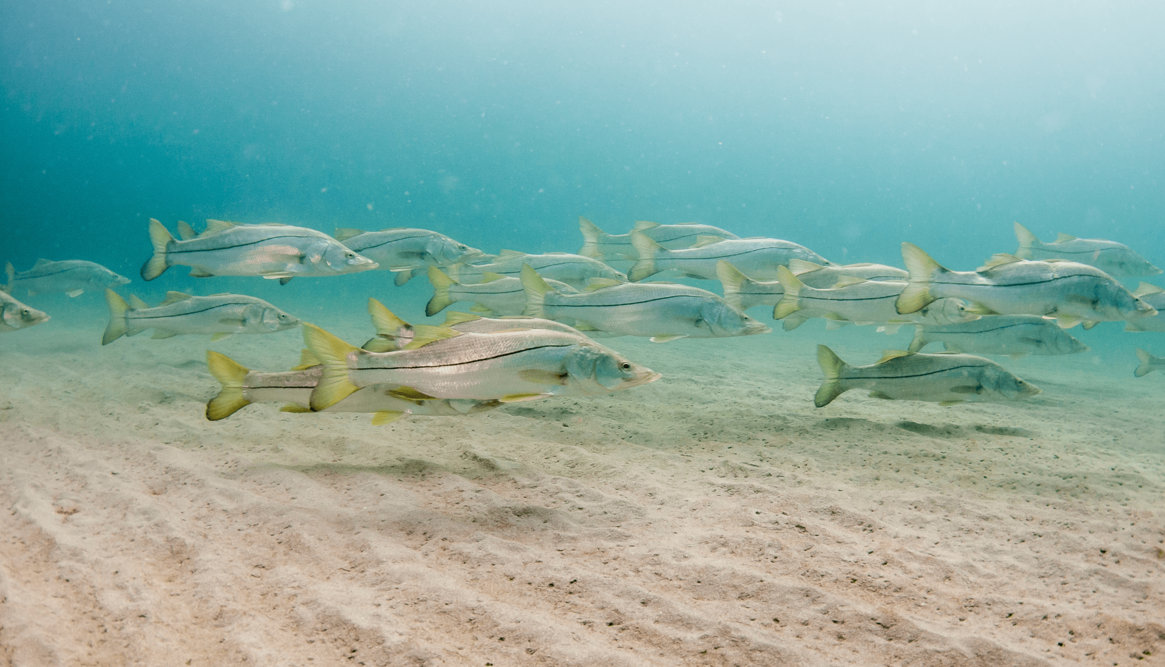 Seasonal movements of snook in Florida