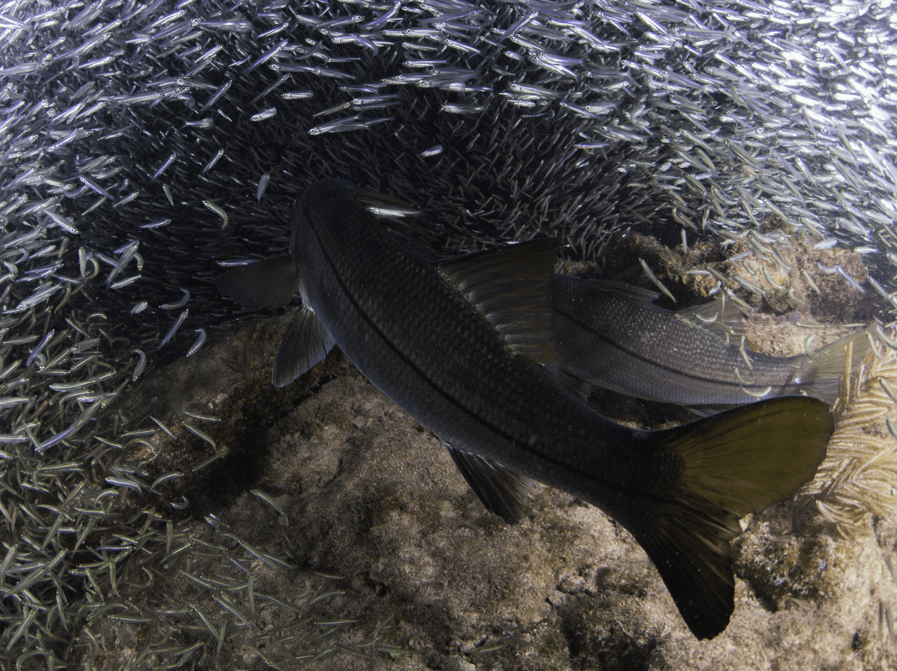 Live bait for snook fishing