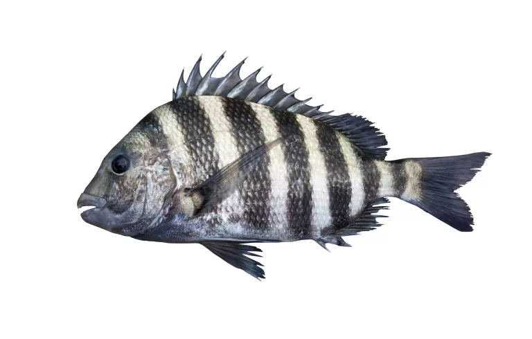 Mastering the Art of Sheepshead Fishing: A Step-by-Step Guide on How to Catch Sheepshead in Florida