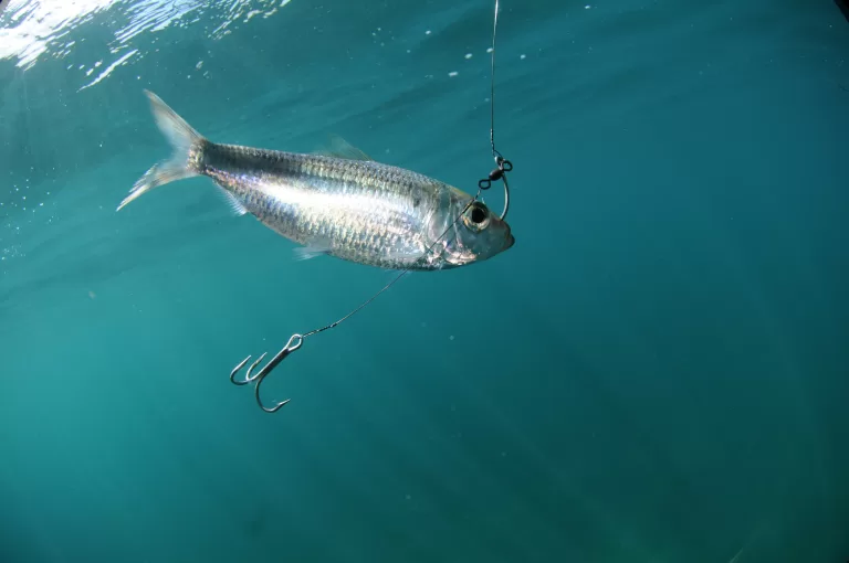 Master Surf Fishing Live Bait: Essential Tips for a Trophy Catch