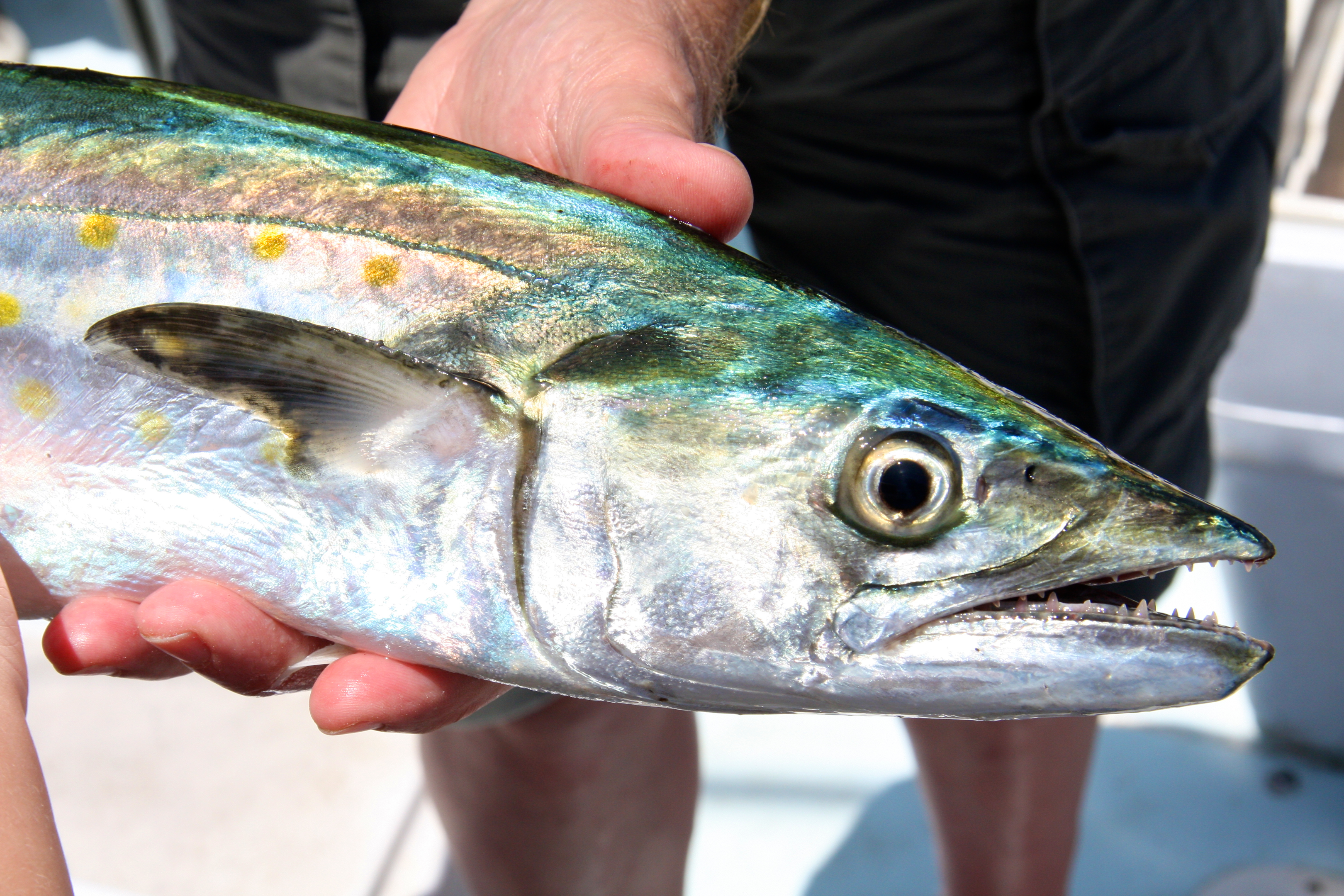 Surf fishing for Spanish mackerel