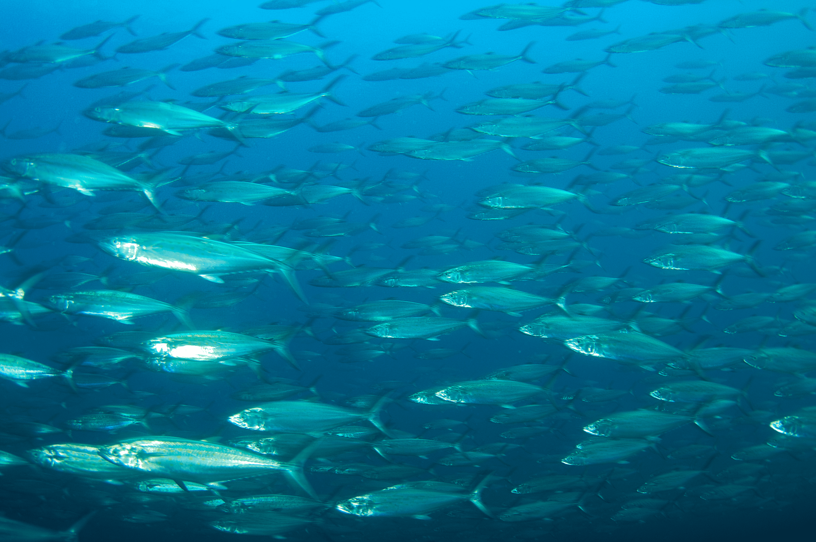 Lure selection for Spanish mackerel fishing