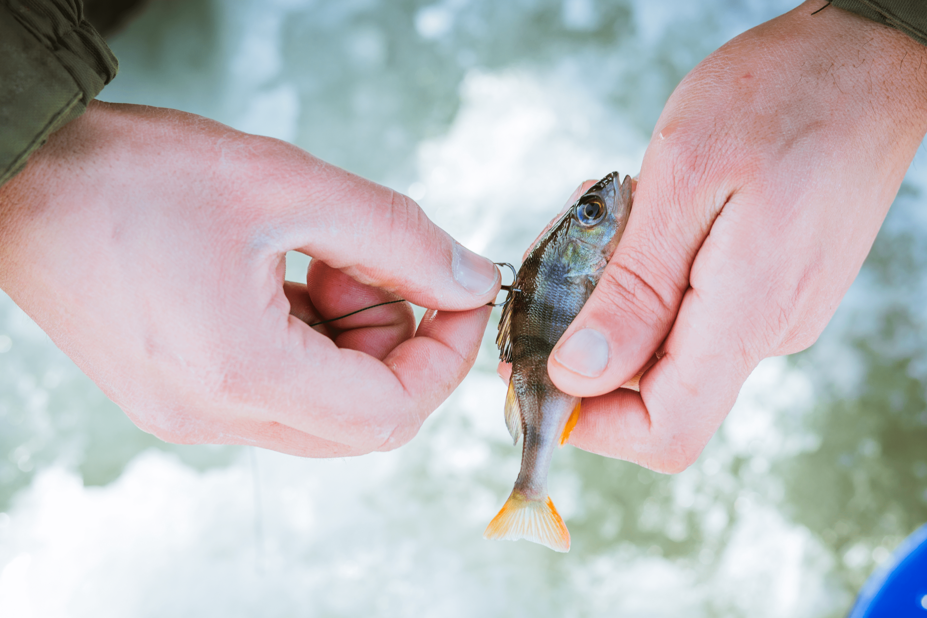 Rigging live bait for surf fishing