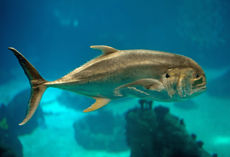 Sight fishing for jack crevalle nearshore in Florida