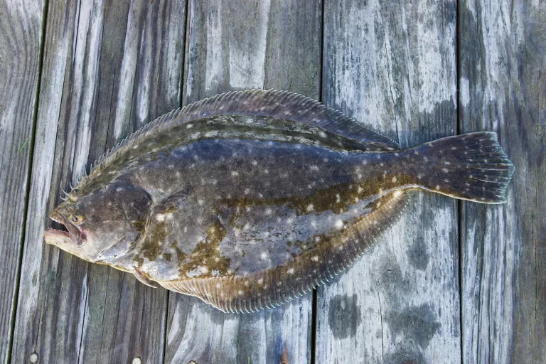 Best Practices: How to Catch Flounder Every Time You Fish